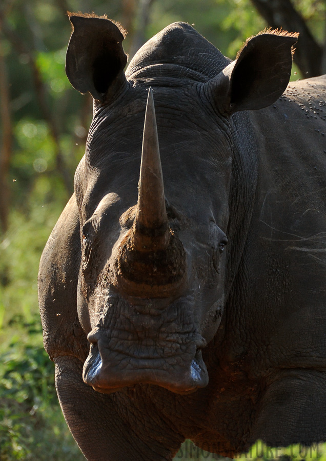 Ceratotherium simum simum [550 mm, 1/1000 sec at f / 8.0, ISO 1600]